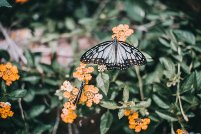 Close-up of butterfly pollinating on flower