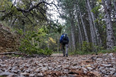 Rear view of man walking on footpath in forest