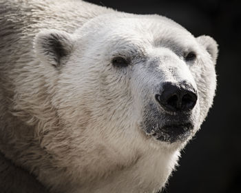 Close-up of white head