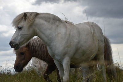 Horses in the field