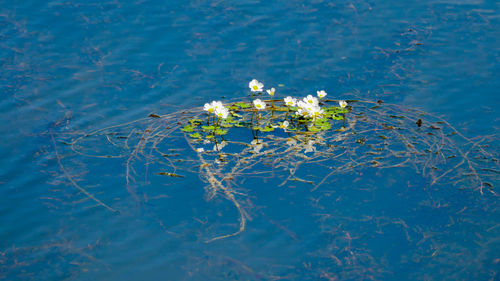 White flowers on the water