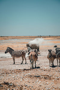 View of zebra on beach