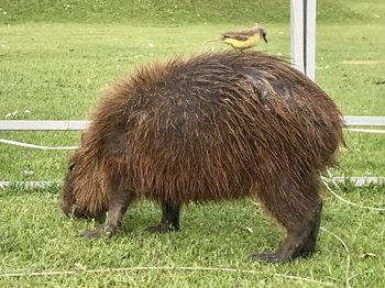 Horse grazing in a field