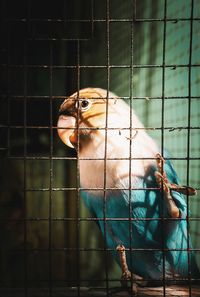 Close-up of bird in cage at zoo