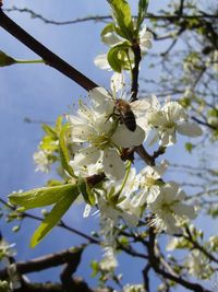 Low angle view of cherry blossoms