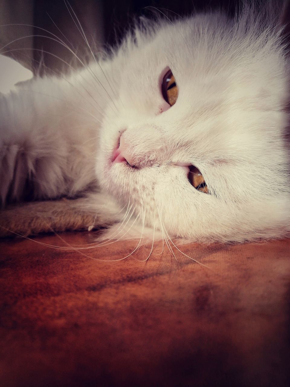 domestic cat, pets, domestic animals, feline, animal themes, one animal, cat, mammal, whisker, indoors, cute, no people, portrait, close-up, persian cat, day