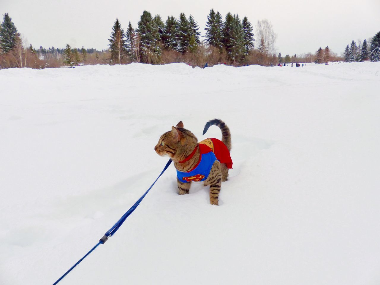 winter, snow, cold temperature, weather, domestic animals, one animal, animal themes, nature, white color, field, mammal, dog, outdoors, full length, pets, day, landscape, warm clothing, tree, one person, beauty in nature, sky, people