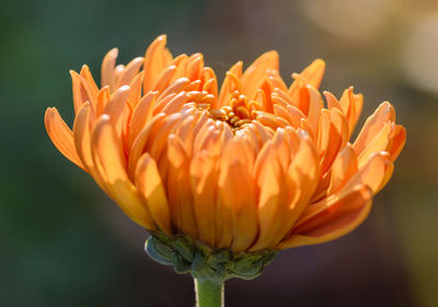 Close-up of flower blooming outdoors