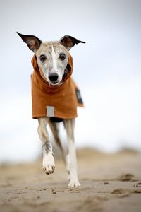 Close-up of dog running on field