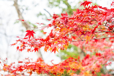 Low angle view of maple leaves on tree