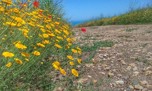 Yellow flowering plants on field