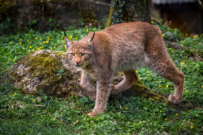 Portrait of cat on grass
