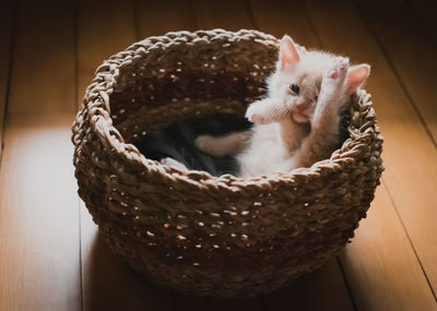 Cute beige kitten stretching in a wicker basket on the floor.