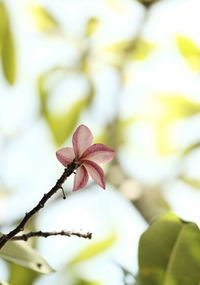 Close-up of red flowering plant