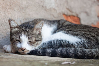 Close-up of cat sleeping