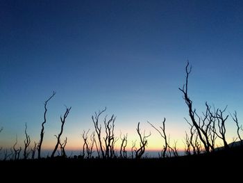 Silhouette plants on field against clear sky during sunset