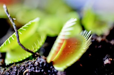 Close-up of plant growing outdoors