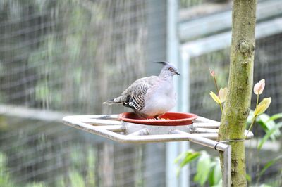 Close-up of bird perching on feeder