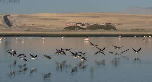 Flock of birds flying over lake