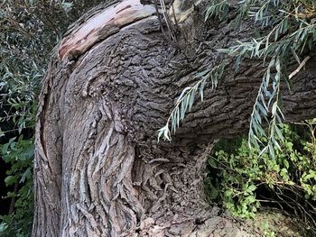 Close-up of tree trunk