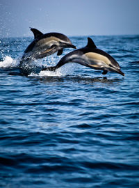 Dolphins diving in sea against clear sky