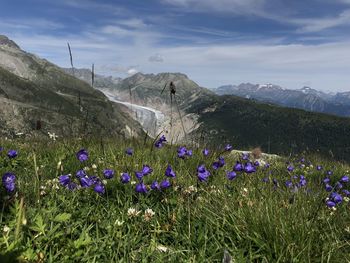 Purple flowering plants on field by mountains against sky