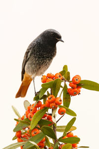 Close-up of bird perching on plant against white background