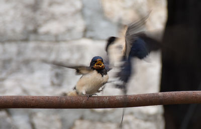 Close-up of bird perching