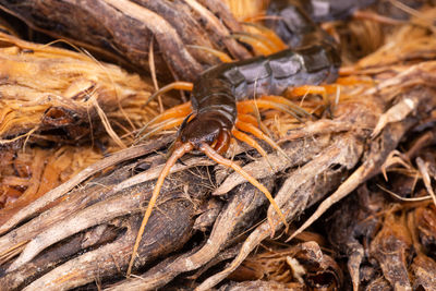 High angle view of insect on land