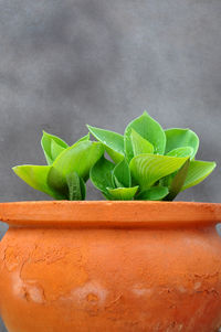 Close-up of green plant in container