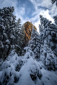 Snow covered trees against sky