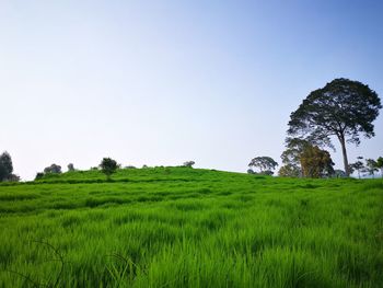 Scenic view of agricultural field against clear sky