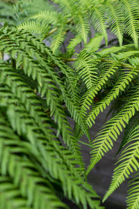 Close-up of fern leaves