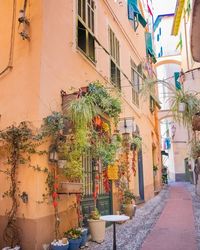 Potted plants on street amidst buildings