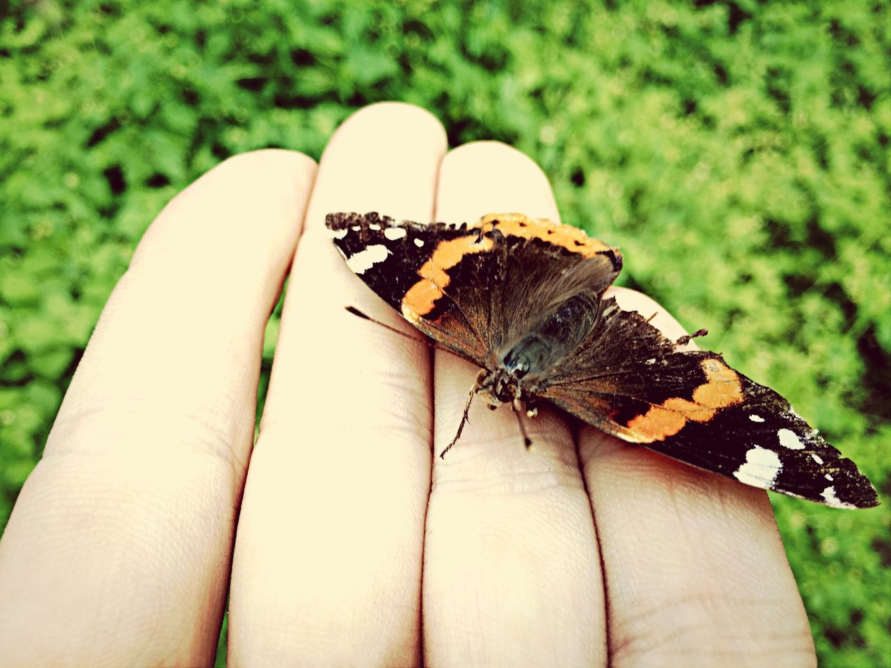 insect, one animal, animal themes, animals in the wild, wildlife, butterfly - insect, focus on foreground, close-up, butterfly, animal markings, animal wing, nature, outdoors, day, animal antenna, beauty in nature, selective focus, natural pattern, invertebrate, zoology