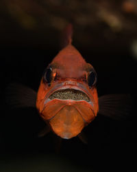 Close-up portrait of a fish