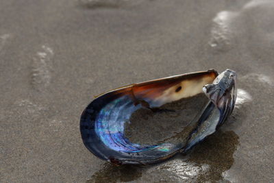 High angle view of seashell on sand