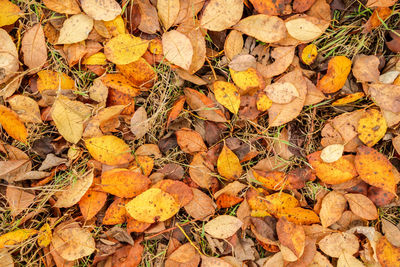 Full frame shot of fallen autumn leaves