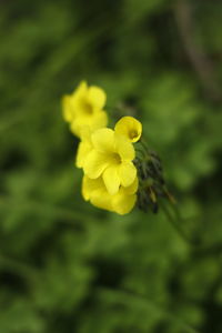 Close-up of yellow flowering plant