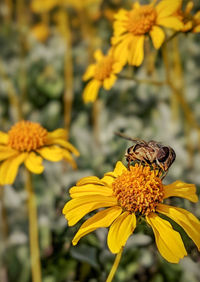 Close-up of insect on yellow flower