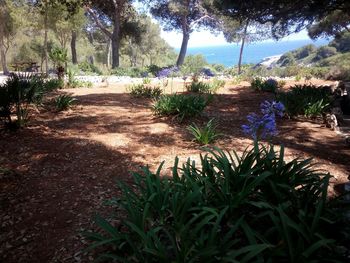 Reflection of trees in pond