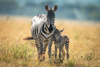 Plains zebra and foal stand facing camera