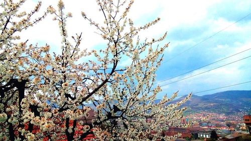 Flower tree against sky