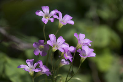 Close-up of purple flowering plant