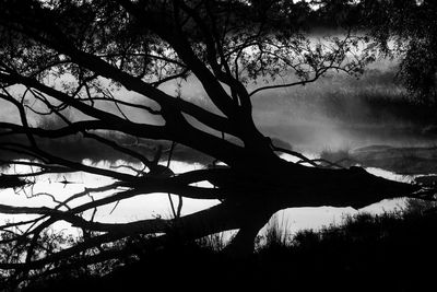 Low angle view of silhouette trees against sky