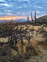 Plants growing on land against sky during sunset