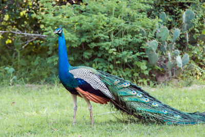 Peacock in a field