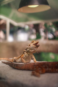 Close-up of lizard on table