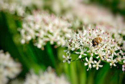Close-up of bee on flower