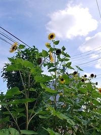 Low angle view of flowering plants against sky